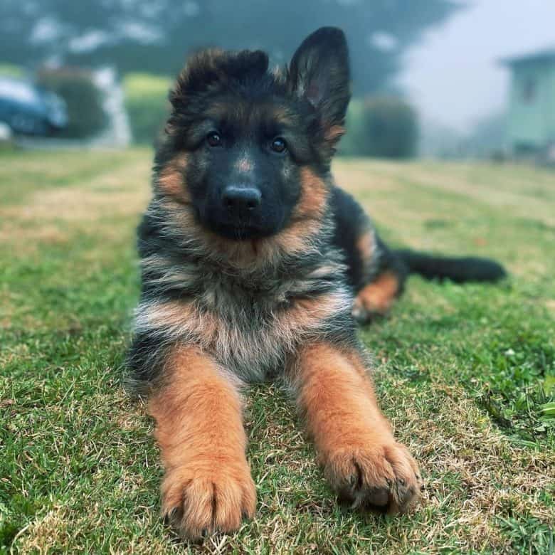 Long haired German Shepherd puppy with one ear down