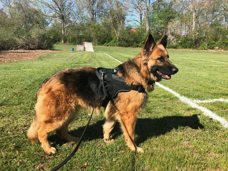 A long haired GSD training