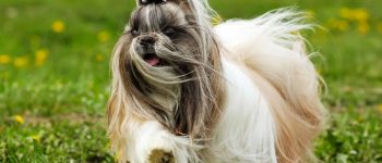 A Shih Tzu running while wind is blowing its hair