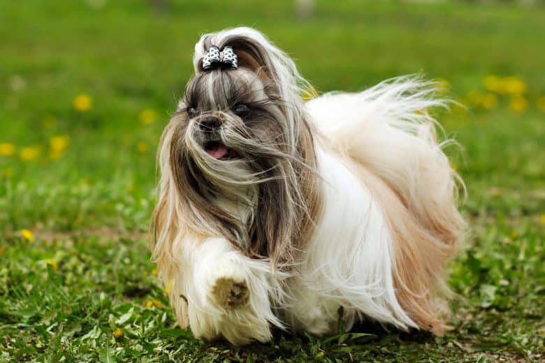 A Shih Tzu running while wind is blowing its hair