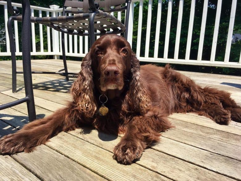 A Field Spaniel lounging in wooden floor under the sun