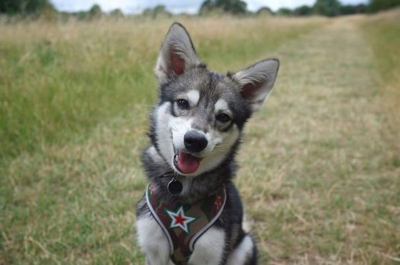 A lovable Alaskan Klee Kai smiling and tilting its head