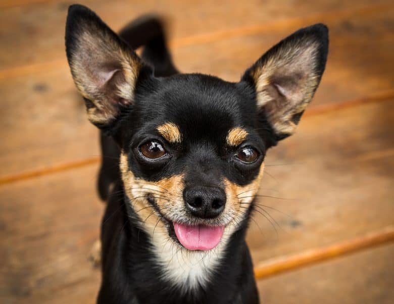 Lovely Chihuahua dog portrait