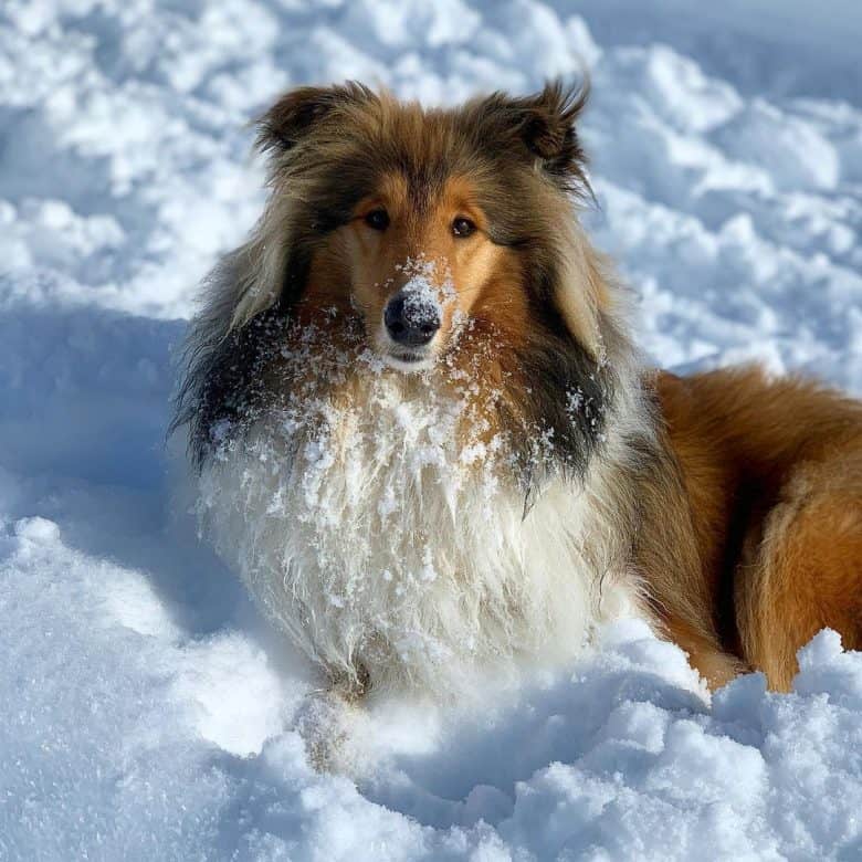 A magnificent Collie enjoying the snow