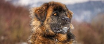 a magnificent Leonberger on snow