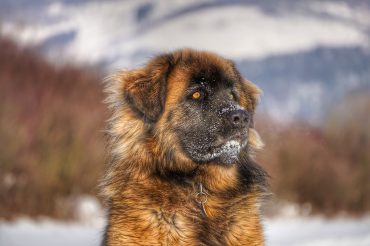 a magnificent Leonberger on snow