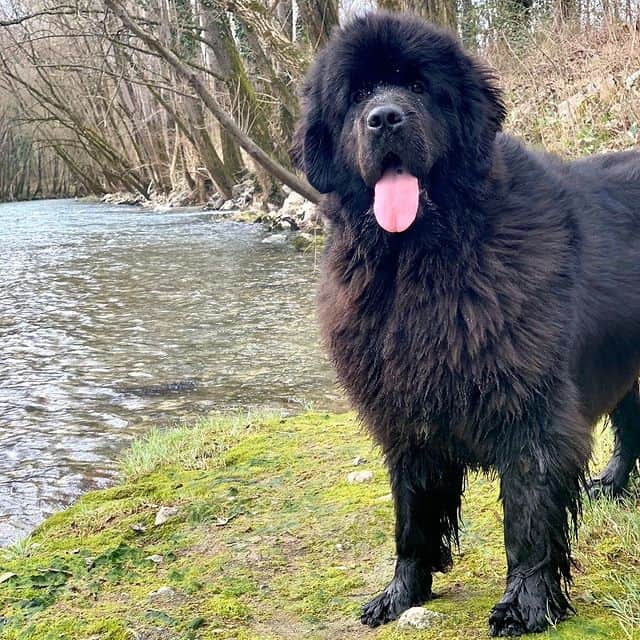 A magnificent Newfoundland loving the lake behind