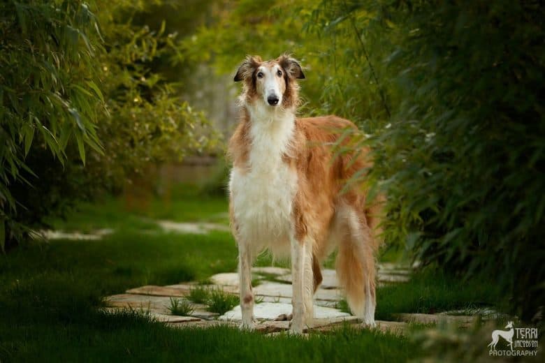 A majestic Borzoi standing in the forest