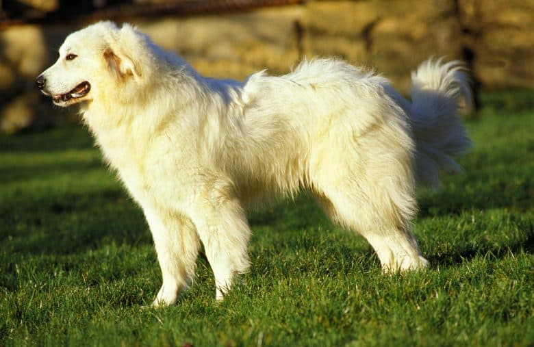 Side profile of a full grown Great Pyrenees