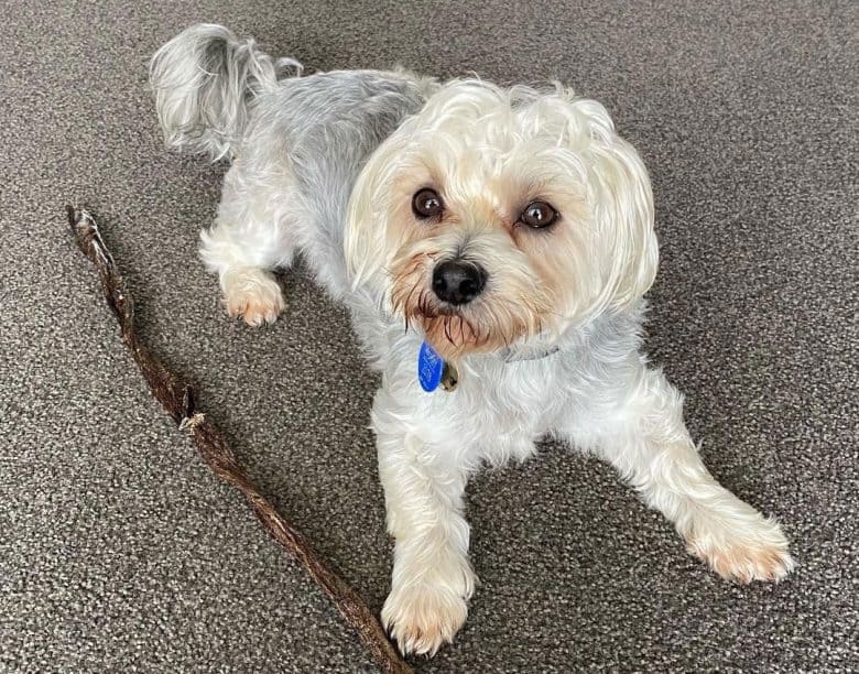 Maltese and Schnauzer mix dog playing a stick
