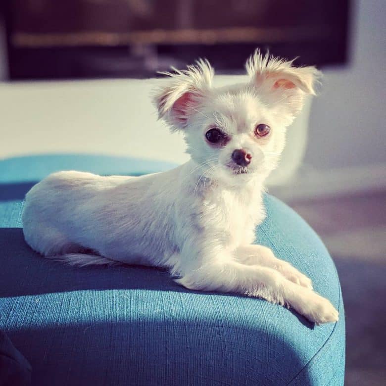 Meet Maltese Chihuahua mix aka Malchi