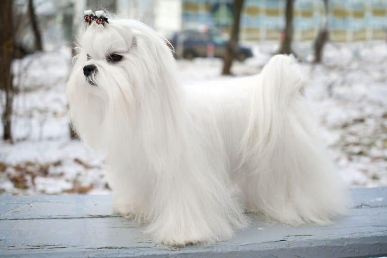 Maltese dog in a winter outdoor
