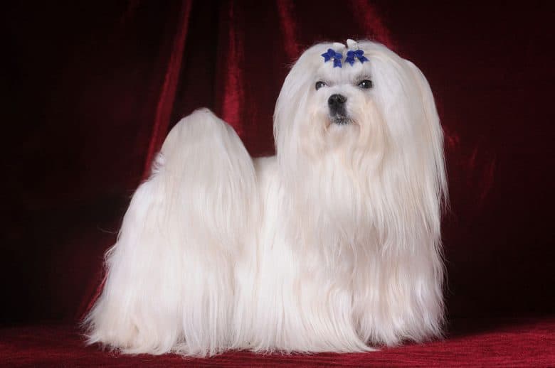 Maltese dog stands on a red velvet background