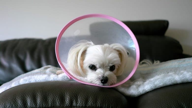 Maltese dog wearing cone collar