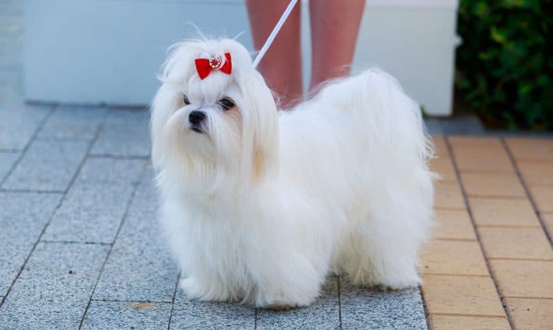 Maltese dog with a red ribbon hair tie