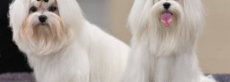All about the Maltese: Why are they the best dogs?