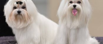 Maltese dogs at dog conformation show