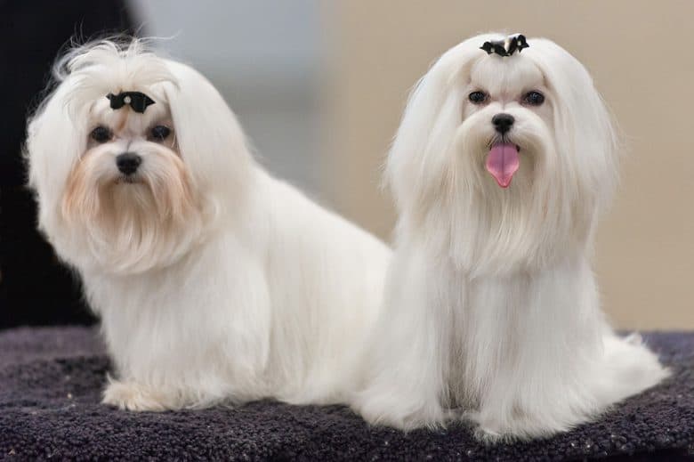 Maltese dogs at dog conformation show