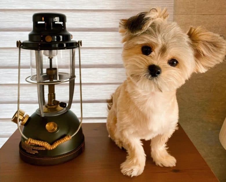 Maltese Pomeranian standing beside an oil lamp