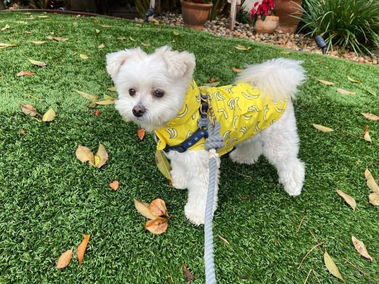 Meet Maltese Pomeranian mix aka Maltipom