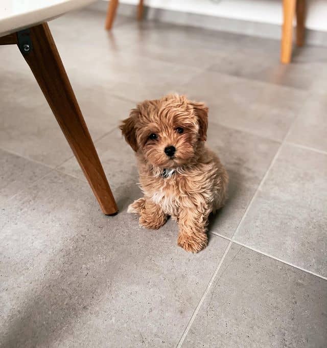 Meet Maltese Poodle mix aka Maltipoo