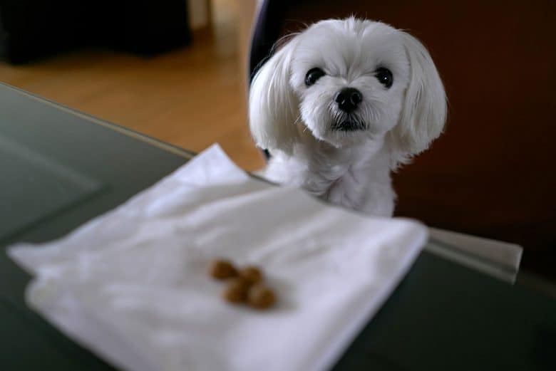 Maltese puppy staring at the food