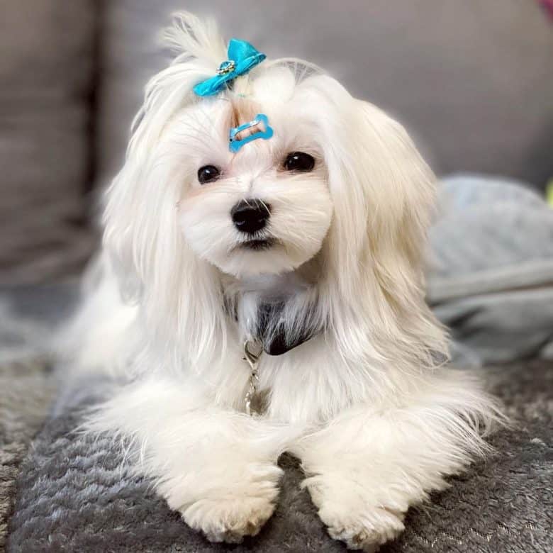 A Maltese puppy with blue bow clip