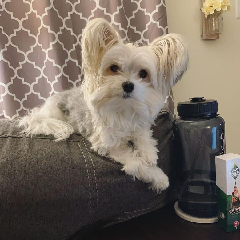 Meet a Maltese Yorkie mix aka Morkie