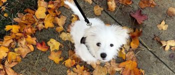 white Maltipom looking up and sitting on pavement with fall leaves