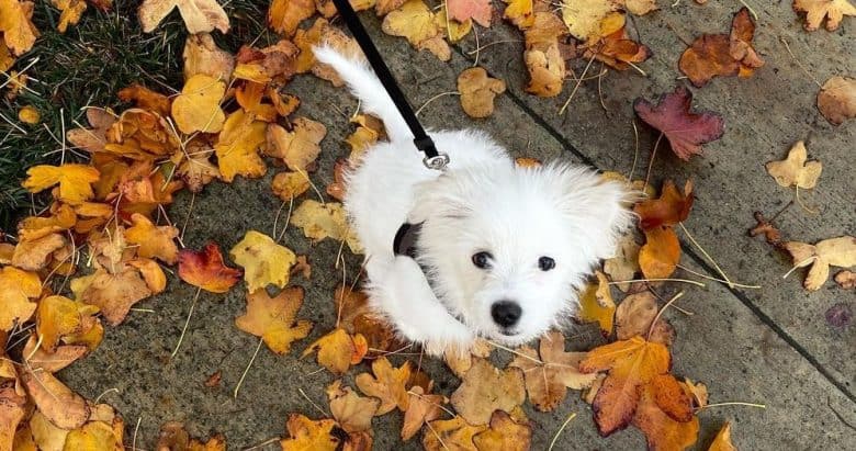 White Maltipom looking up and sitting on pavement with fall leaves