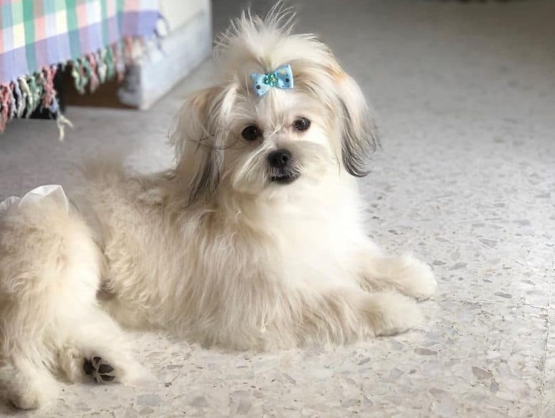 A long-haired Maltipom with blue hair tie 
