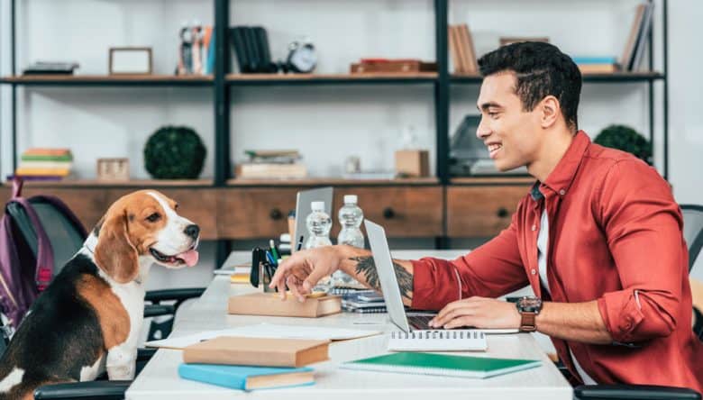 Man looking at Beagle dog while working at desk