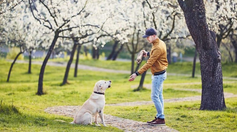 Man train his Labrador Retriever dog in a spring park