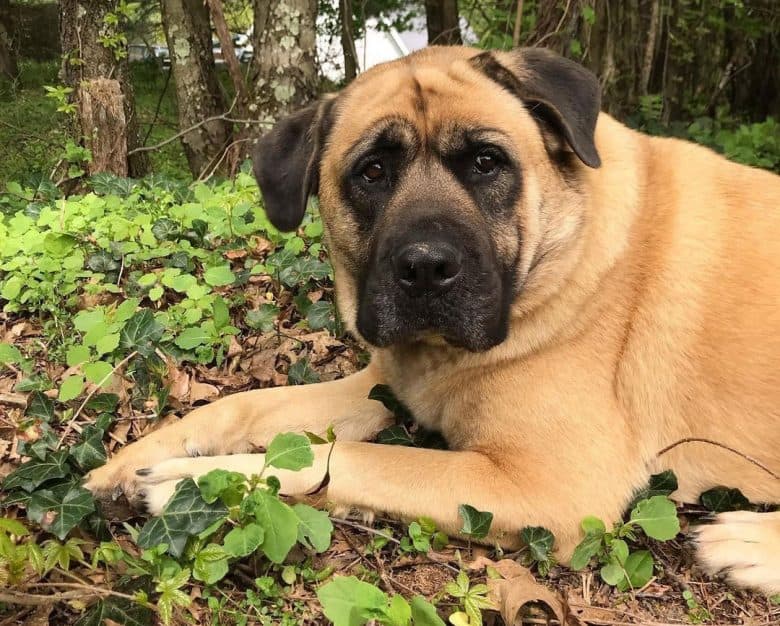 Mastiff Chow mix dog resting in the woods