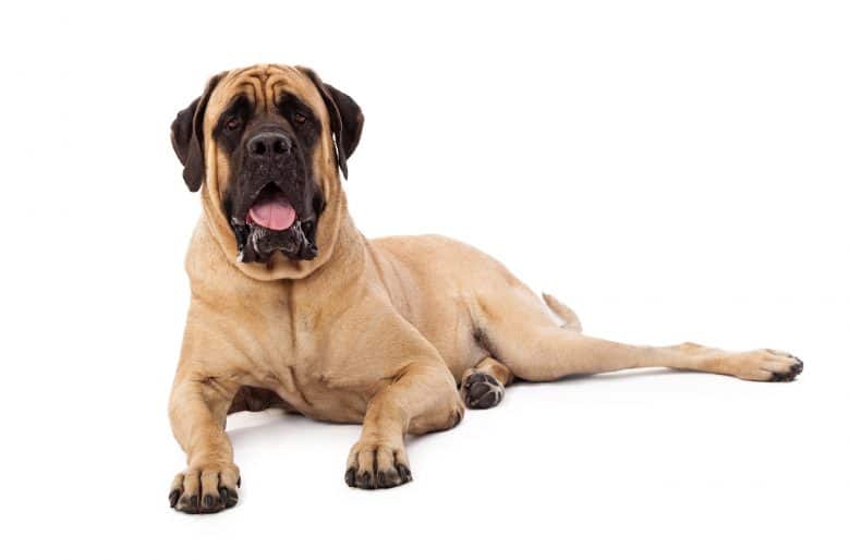 a portrait of a Mastiff laying with white background