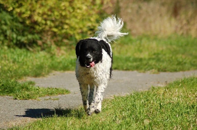 A medium Wetterhoun dog running