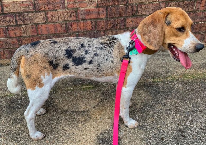 Merle colored Beagle dog with pink leash