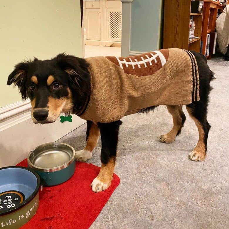 A Mini Australian Shepherd drinking on its dog bowl
