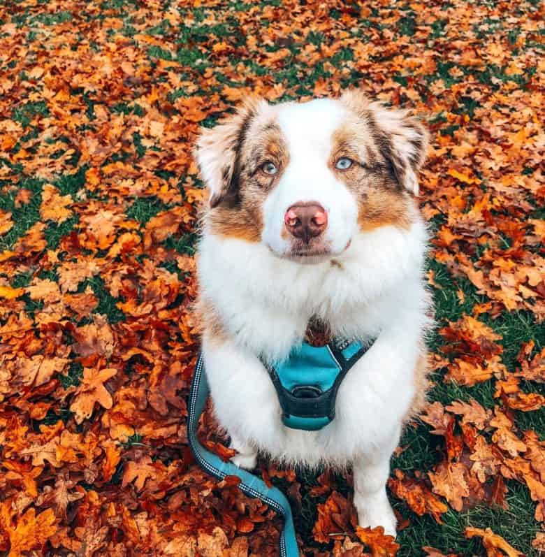 A Mini Australian Shepherd having doggy walks during fall season