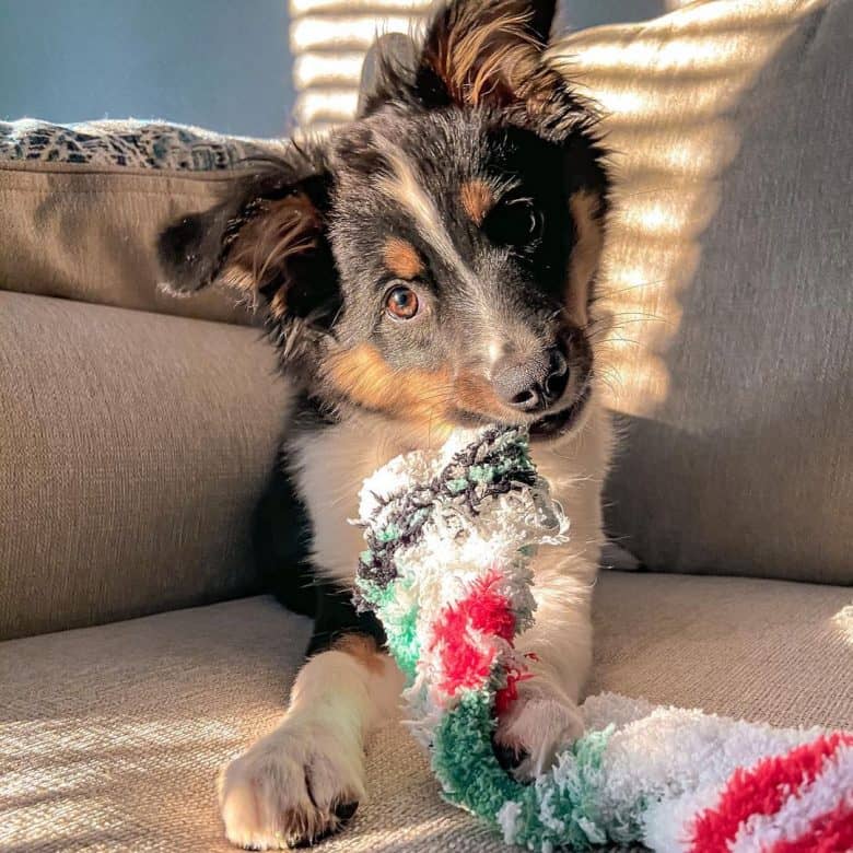 Mini Australian Shepherd puppy chewing socks
