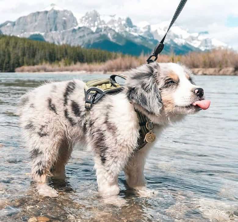 A Mini Australian Shepherd puppy walking on water while giving the tongue