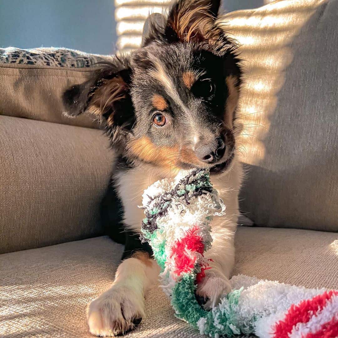 Get to Know The Adorable, Clever Mini Australian Shepherd - K9 Web