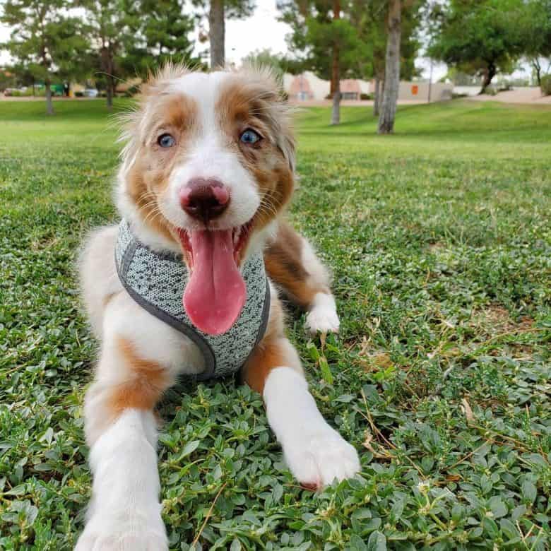 Mini Australian Shepherd puppy resting after exercising