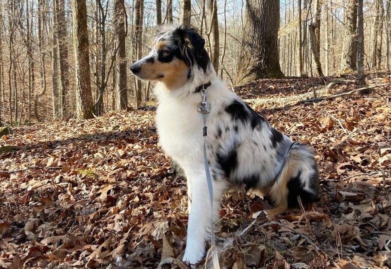 A Mini Australian Shepherd sitting on dried leaves on a forest