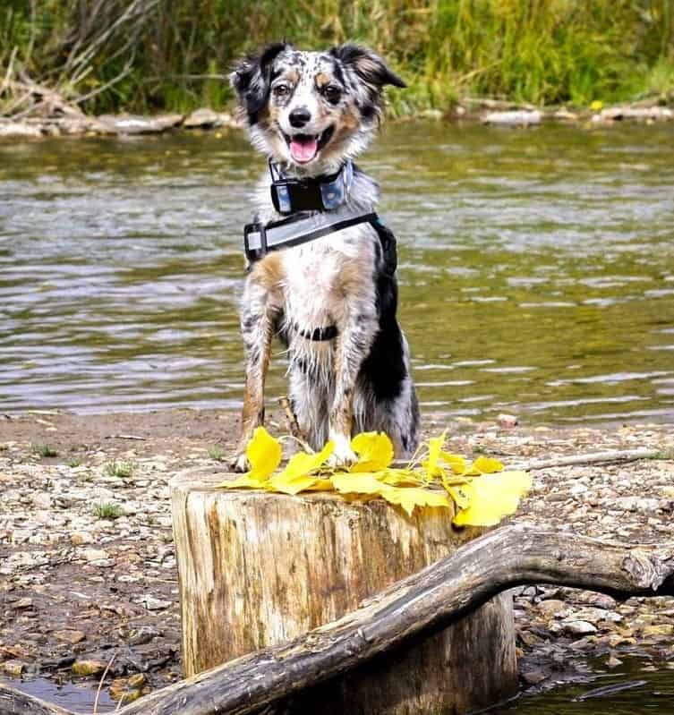 A Mini Australian Shepherd posing in a tree stomp with water behind