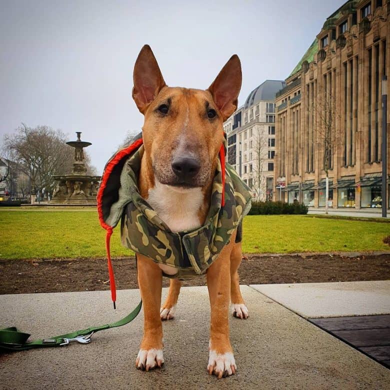 A Mini Bull Terrier wearing a dog jacket