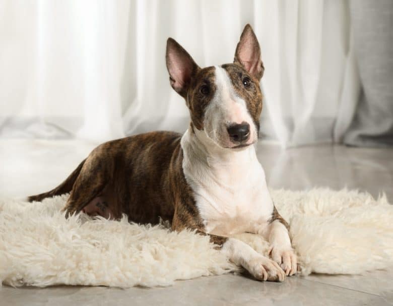 A Mini Bull Terrier laying down on a fur rug