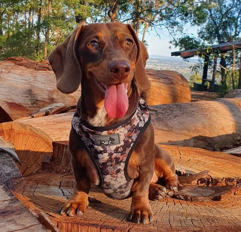 A Miniature Dachshund standing on a tree trunk having a mini adventure