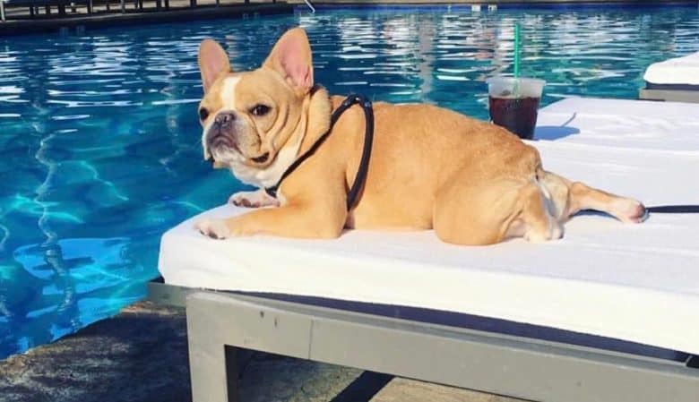 A Mini French Bulldog enjoying pool day while lounging on chair