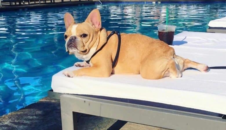 Un Mini Bulldog francese che si gode la giornata in piscina mentre si sdraia sulla sedia